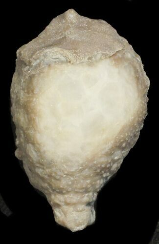 Cystoid (Holocystites) Fossil - Indiana #62010